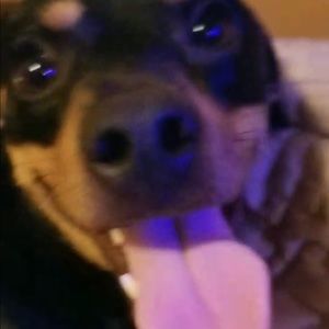 Meet your Posher, Bob